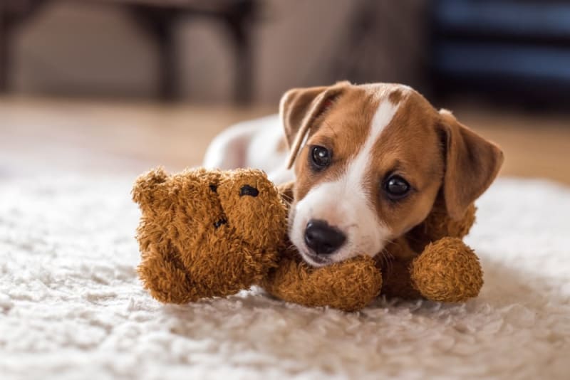 Leaving a Puppy Alone at Home for the First Time: Tips and Tricks